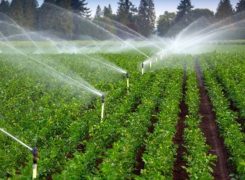 ۷۵۰هکتار از اراضی کشاورزی قم زیر پوشش سامانه‌های نوین آبیاری رفت