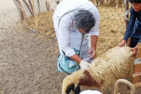 واکسیناسیون ۴۳۵ هزار راس دام علیه تب برفکی در قم