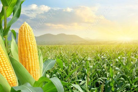 پیش‌ بینی برداشت ۹۵ تن ذرت در قم